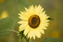 Load image into Gallery viewer, Sunflower, Heirloom Garden Seed Packets