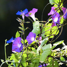 Load image into Gallery viewer, Morning Glory, Heirloom Garden Seed Packets