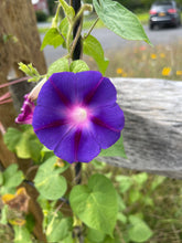 Load image into Gallery viewer, Morning Glory, Heirloom Garden Seed Packets