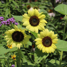 Load image into Gallery viewer, Sunflower, Heirloom Garden Seed Packets